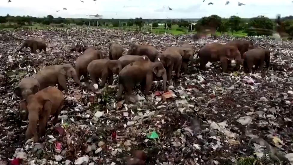 Životinje i plastika: Šri Lanka kopa rov kako bi slonove držala podalje od deponije sa đubretom
