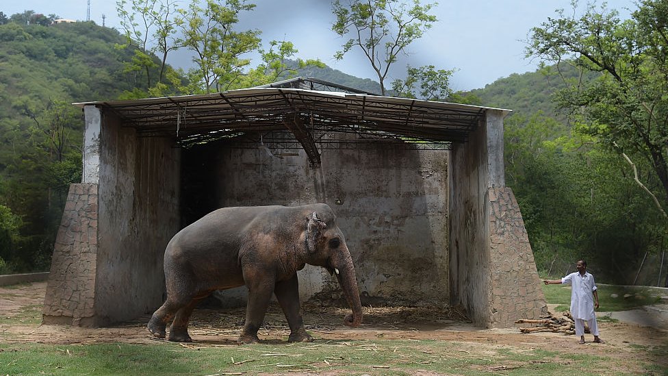 Životinje i priroda: Kavan, najusamljeniji slon na svetu, konaèno putuje na slobodu
