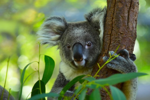 Koala ušla u jednu kuæu i smestila se na božiænu jelku FOTO