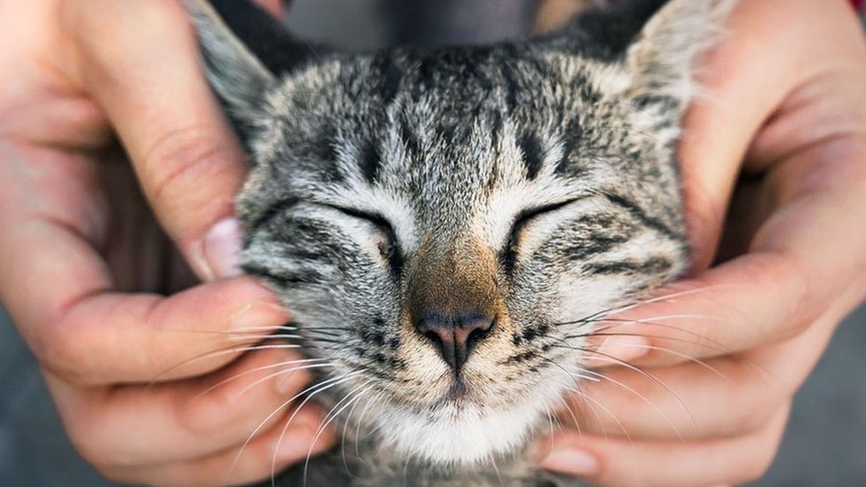 Prièa o omiljenim namæorima: Zašto nam se èini da nam maèke nisu naklonjene