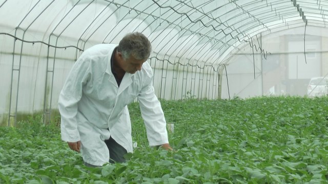 Kraj uvoza semenskog krompira u Srbiji? Dragačevci proizveli elitno bezvirusno seme FOTO