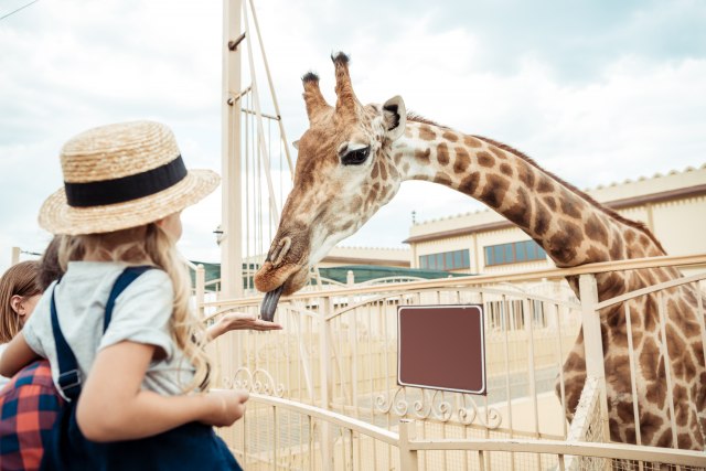 Broj poseta opao za 40 odsto: Gubitak Zoološkog vrta u Jagodini 14 miliona dinara
