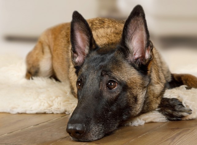 Austrija predstavila psa koji ume da nanjuši koronavirus