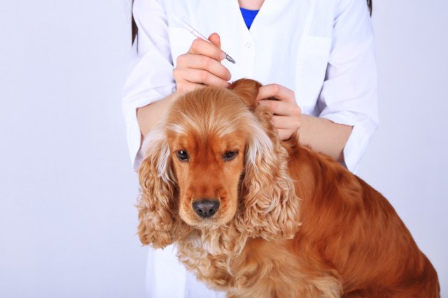 Sve što treba da znate o vakcinaciji pasa