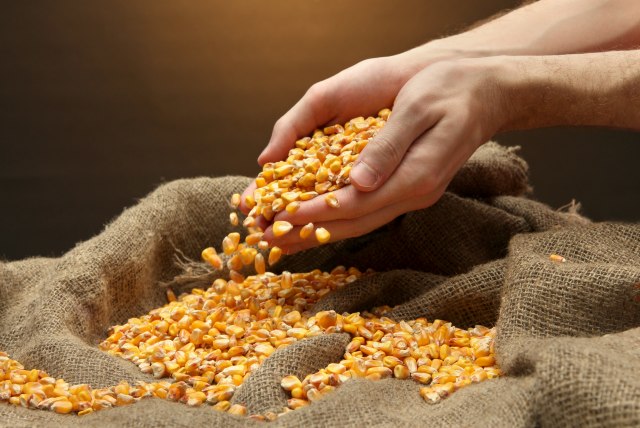 Znatan meðugodišnji skok cena kukuruza, soje i pšenice