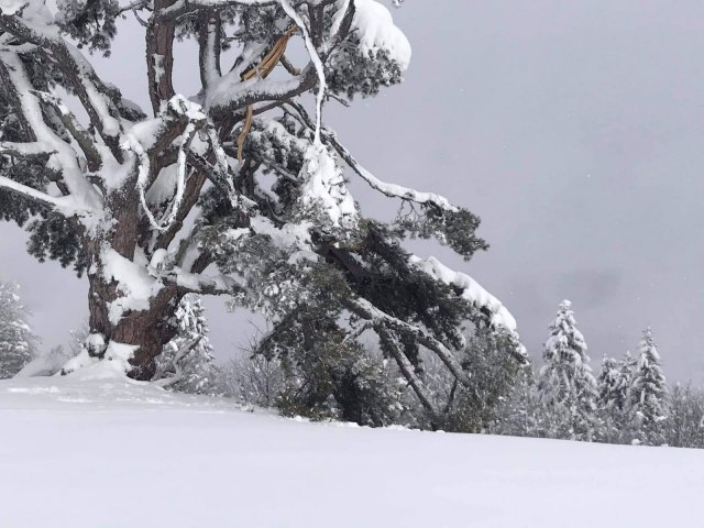 Sveti bor na Kamenoj Gori nije izdržao pritisak snega FOTO