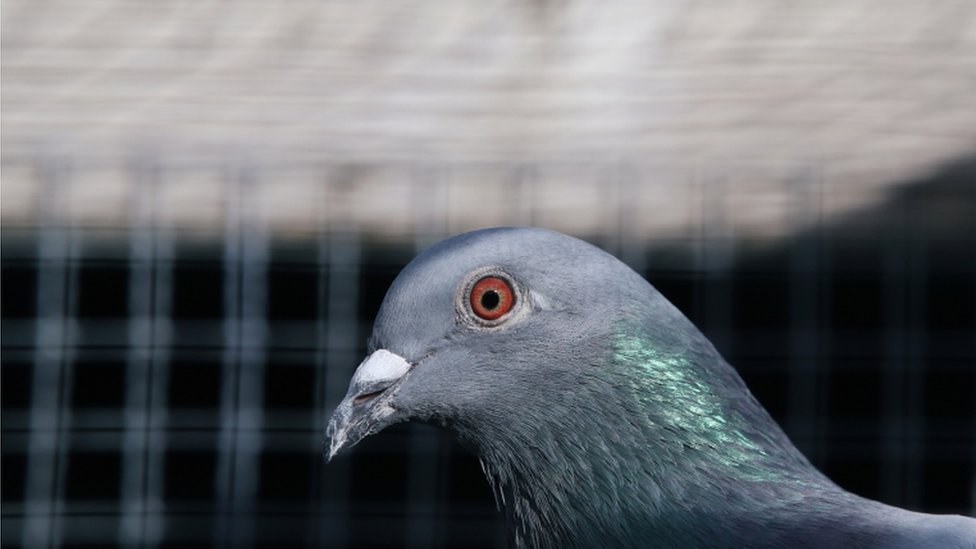 Australija, ptice i zdravlje: Golub koji je prešao Pacifik mora da bude ubijen