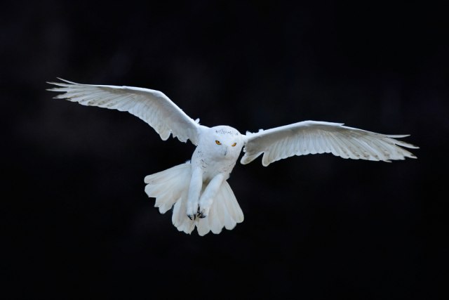 Retka sova primećena kod Prijepolja: Potpuno bela kukumavka FOTO