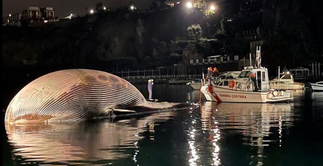 Pronaðeno telo kita: "Jedan od najveæih ikada viðenih na Mediteranu" FOTO