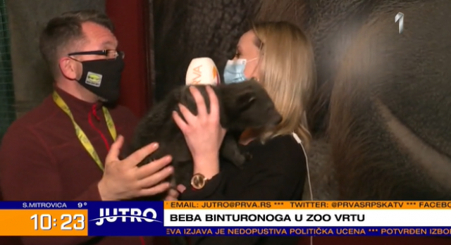 Beogradski Zoo vrt bogatiji za bebu binturonga VIDEO