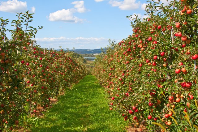 Jagodinski proizvoðaèi jabuka: Velika ulaganja, a zarada varira