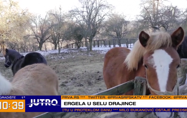 Iz Niša se vratio u rodno selo na granici sa Bugarskom da spase autohtonu rasu konja i pasa VIDEO