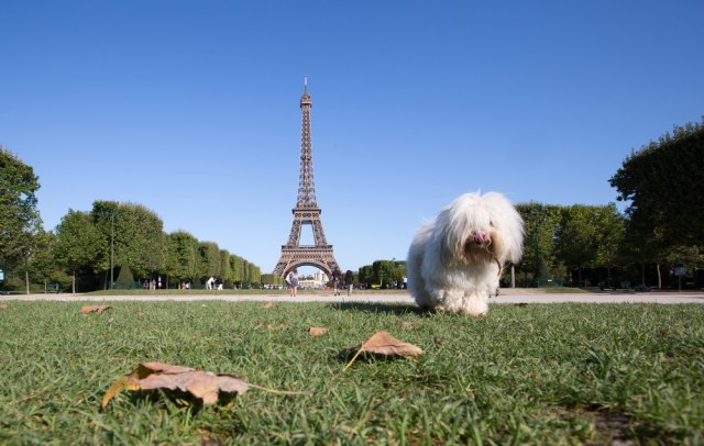 Top-deset "dog friendly" gradova sveta, 1.deo