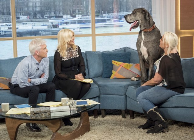 Uginuo najviši pas na svetu: 