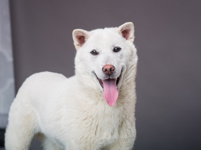 je li pas na tuckerboxu pomaknut