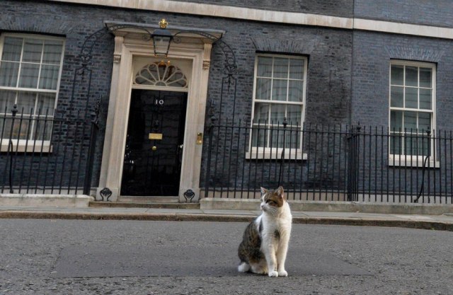 Političari samo prolaze, a mačak Lari ostaje: 10 godina na funkciji u rezidenciji premijera