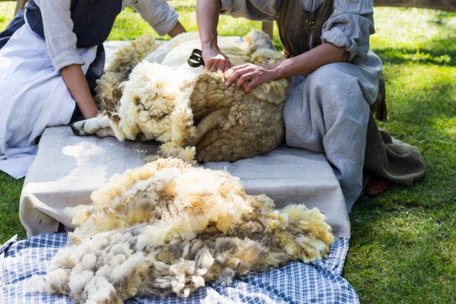 Traženiji majstori za šišanje ovaca nego vuna