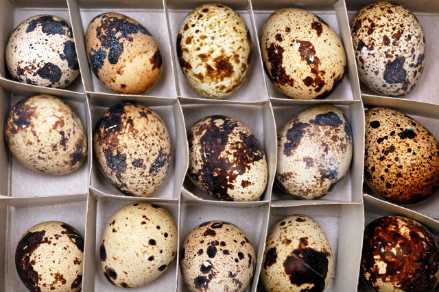 Prepeličja jaja sve popularnija: Ulaganja do 1.000 evra, povrat investicije za šest meseci