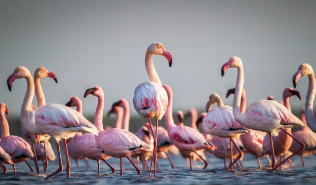 Desetine flaminga uginule od trovanja olovom iz sačme