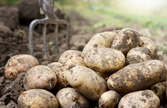 Krompir sa Suvobora uskoro u supermarketima: "Bili smo spremni da ga bacimo" VIDEO
