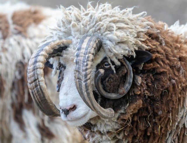 Pronađen ovan obrastao sa 35 kilograma vune: Jedva se kretao i skoro ništa nije video FOTO