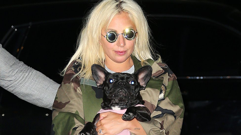 Lejdi Gaga: Napadač upucao šetača pasa muzičke zvezde i ukrao njena dva buldoga