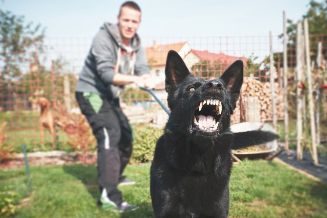 Jagodina: Ponovo napad vlasničkog psa