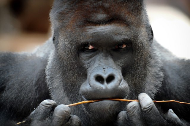 Zoo vrt potvrdio: Gorila i dva lava zaraženi kovidom 19