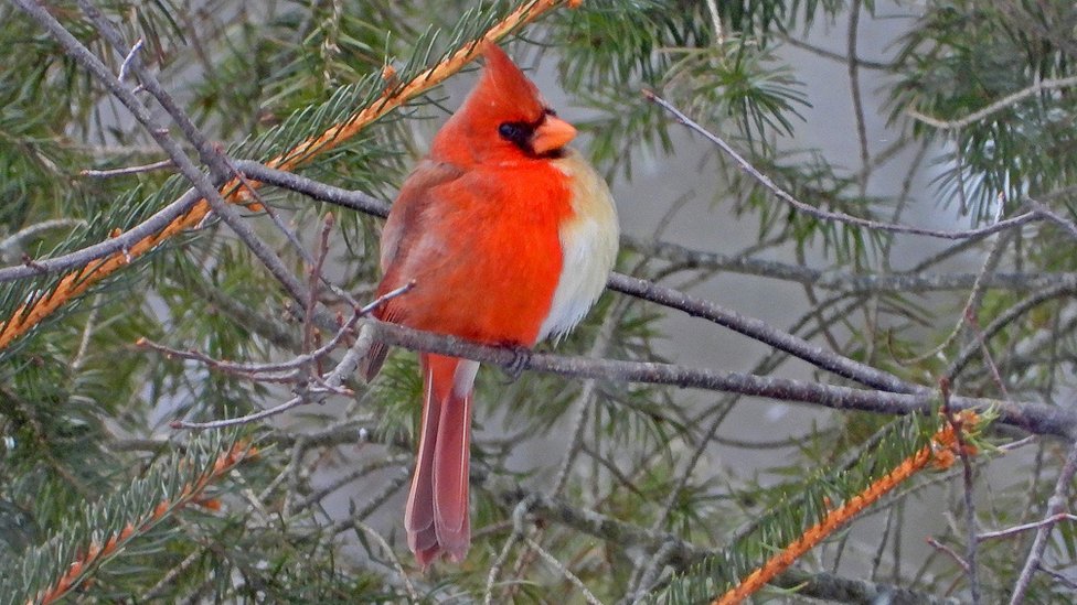 Životinje: Severni kardinal - "polu-ženka, polu-mužjak&#x201c; uslikan u Pensilvaniji
