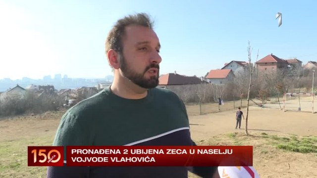 Mrtvi zečevi nađeni u naselju Vojvode Vlahovića: 