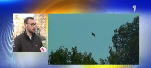 Dobre vesti: Snimljeno 13 mladih jedinki orlova krstaša VIDEO