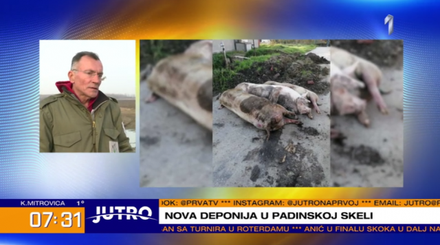 Posle pilećih nogica u Surčinu: U Padinskoj skeli se pojavile uginule svinje VIDEO