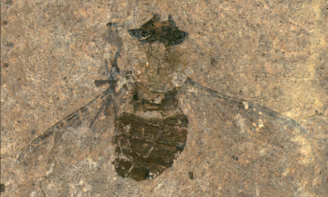 Nauènici pronašli 47 miliona godina staru muvu