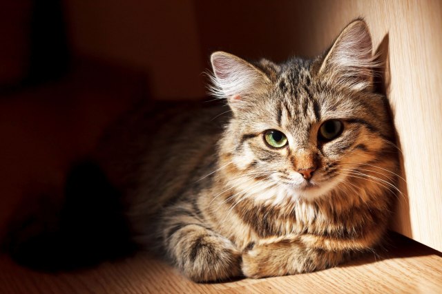U Italiji potvrđen britanski soj kod jednog mačka