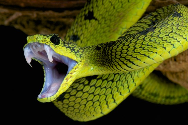 Ljudi bi mogli da proizvode otrov kao zmije