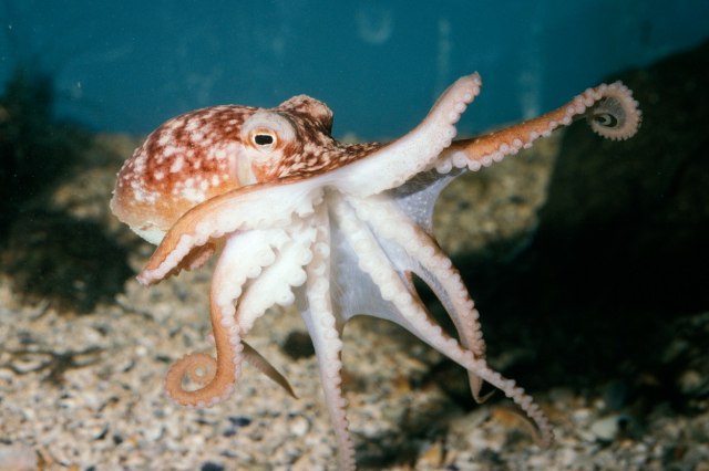 Pobesnela hobotnica 