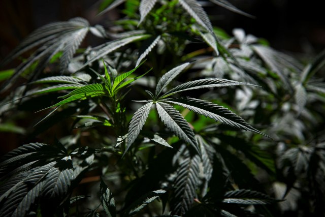 Ova zemlja je donela odluku: Legalizovana marihuana