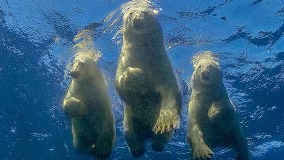 Životinje i ljudi: Amos Nahum - fotograf koji je ostvario "ludi san&#x201c; da pliva sa polarnim medvedima