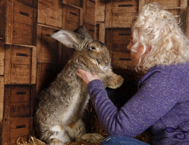 Bivša Plejbojeva zečica izgubila najvećeg zeca na svetu FOTO