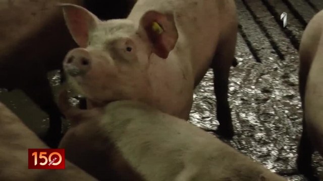 Nikad manja zarada od prodaje svinja: Gubitak i 2.000 dinara po tovljeniku VIDEO