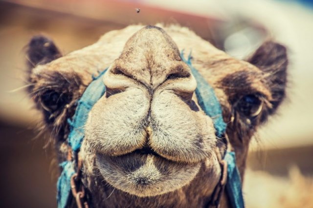 I to se dogodilo: Kina postavila prve semafore za kamile