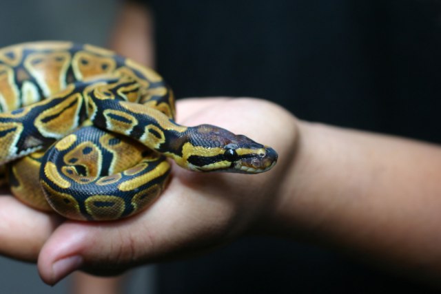 ANKETA Da li biste imali zmiju kao kuænog ljubimca? VIDEO