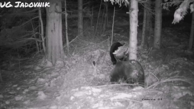 Neverovatna igra medveda na planini Jadovnik FOTO/VIDEO