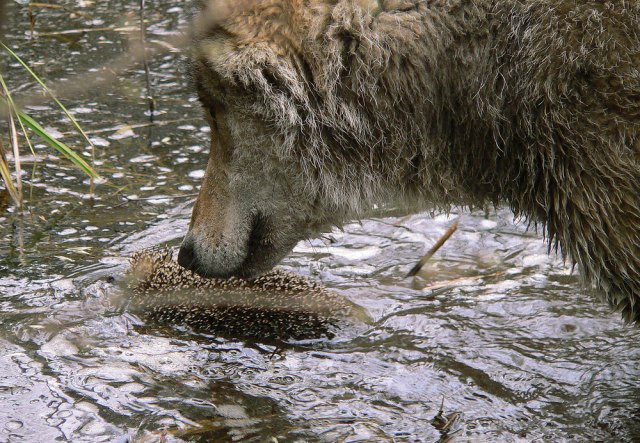 Nauènici posmatrajuæi vukove otkrili nešto neoèekivano VIDEO