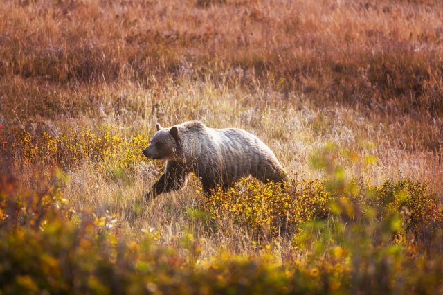 Grizli ubio američkog vodiča zbog losa