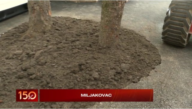 Rešen slučaj tri stabla na Miljakovcu: Pogledajte epilog VIDEO