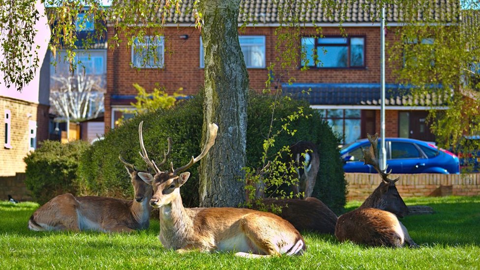 Engleska i životinje: Kad jeleni dođu na doručak - u vašu ulicu