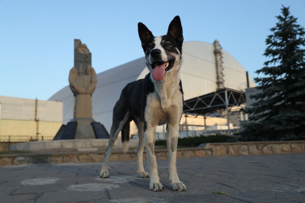 Ukrajina i katastrofa u Černobilju: Čuvari koji brinu o napuštenim psima u ozračenoj zoni