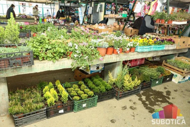 Široka ponuda na Mlečnoj pijaci u Subotici: Sadnice cveća, voća i povrća