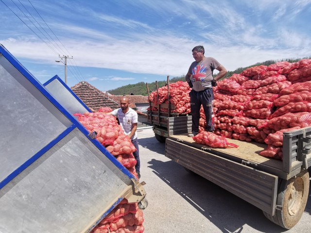 Preko 300 tona krompira iz Dragaèeva i Ivanjice stiže na rafove velikih marketa VIDEO/FOTO